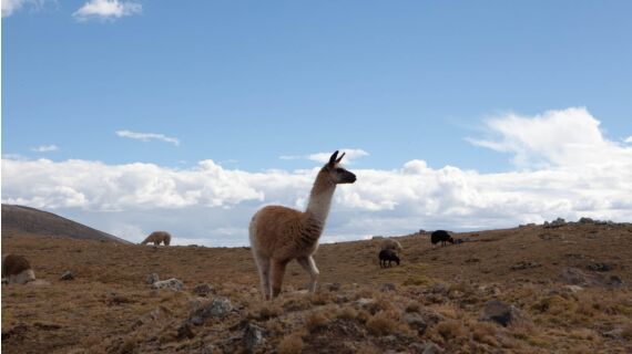 Maravillosa lana de alpaca en Perú